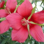 Hibiscus coccineus Flower