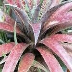 Agave maculata ഇല