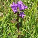 Campanula cervicaria Flower