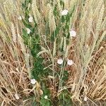 Convolvulus arvensis Habit