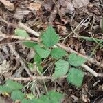 Rubus camptostachys 葉