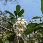 Plumeria obtusaFlower