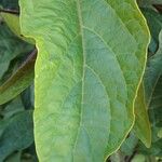 Clerodendrum quadriloculare Leaf