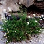 Argyranthemum tenerifae Habit