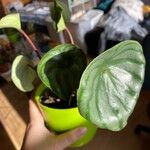 Peperomia argyreia Leaf