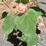 Abutilon hirtum Floare