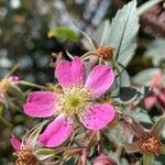 Rosa ferruginea Λουλούδι