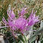 Centaurea pectinata Flor