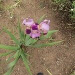Iris × germanica Floro
