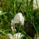 Eriophorum angustifolium Frugt