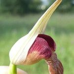 Serapias vomeracea Fleur