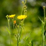 Sonchus palustris Leaf