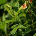 Crotalaria retusa Yaprak