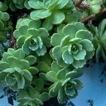 Rhodiola pachyclados Φύλλο