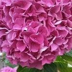 Hydrangea spp.Flor