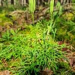 Lycopodium complanatum Leaf