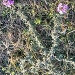 Glandularia tenera Habit