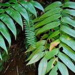 Olfersia cervina Лист