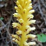 Orobanche flava Flor