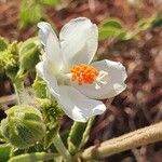 Hibiscus flavifolius 花