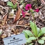 Primula pulverulenta अन्य