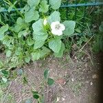 Malope trifida Blomst