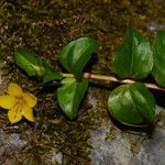 Lysimachia nemorumFlor