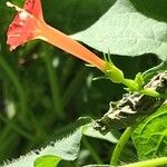 Quamoclit coccinea Fula