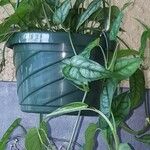 Monstera siltepecana List