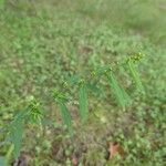 Solidago caesiaപുഷ്പം