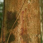 Pterocarpus officinalis Escorça