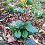 Solidago flexicaulis Blad