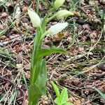 Cephalanthera damasonium花