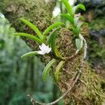 Angraecum pectinatum 花