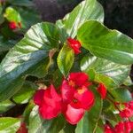 Begonia coccinea Liść