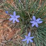 Aphyllanthes monspeliensis Blomma