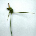 Carex demissa Květ