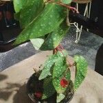 Begonia maculata List