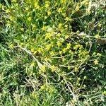 Ranunculus ophioglossifolius Flors