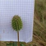 Trifolium squarrosum Fruit