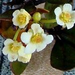 Baloghia drimiflora Blüte