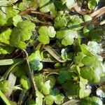 Ranunculus omiophyllus Leaf