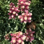 Antennaria rosea Квітка