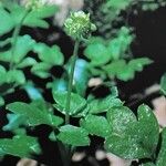 Adoxa moschatellina ശീലം