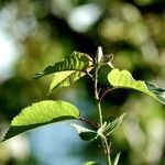 Betula maximowicziana برگ