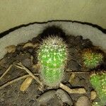 Echinocereus coccineusLeaf