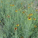 Helianthus ciliaris Staniste