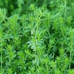 Galium murale Froito