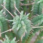 Euphorbia mammillaris Leaf