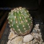 Echinopsis eyriesii Листок